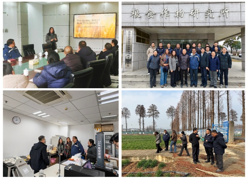 粮作所CIMMYT活动照片拼图.jpg